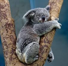 koala