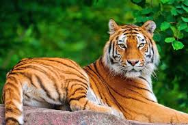 tigre